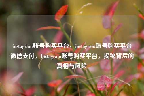 instagram账号购买平台，instagram账号购买平台微信支付，Instagram账号购买平台，揭秘背后的真相与风险