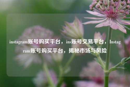instagram账号购买平台，ins账号交易平台，Instagram账号购买平台，揭秘市场与风险