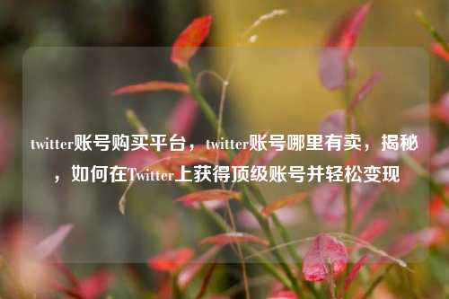 twitter账号购买平台，twitter账号哪里有卖，揭秘，如何在Twitter上获得顶级账号并轻松变现
