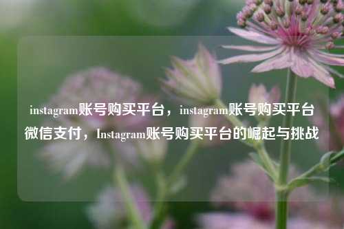 instagram账号购买平台，instagram账号购买平台微信支付，Instagram账号购买平台的崛起与挑战