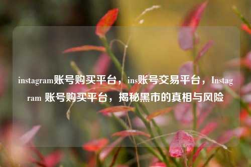 instagram账号购买平台，ins账号交易平台，Instagram 账号购买平台，揭秘黑市的真相与风险