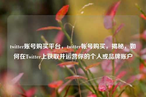 twitter账号购买平台，twitter帐号购买	，揭秘，如何在Twitter上获取并运营你的个人或品牌账户  第1张