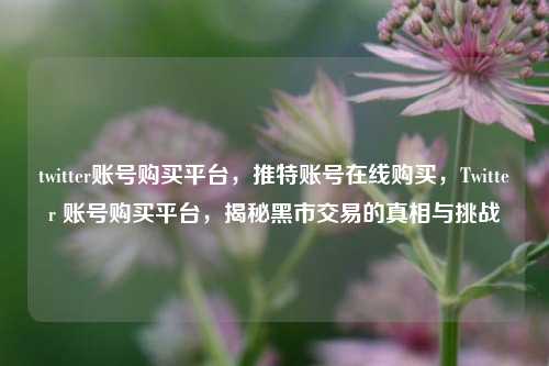 twitter账号购买平台，推特账号在线购买，Twitter 账号购买平台，揭秘黑市交易的真相与挑战