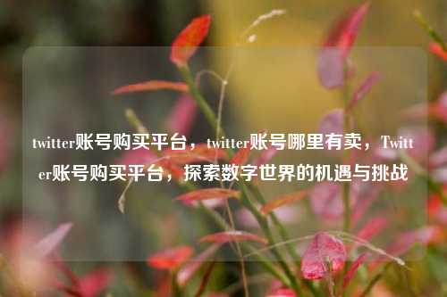 twitter账号购买平台，twitter账号哪里有卖，Twitter账号购买平台，探索数字世界的机遇与挑战