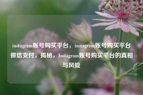 instagram账号购买平台，instagram账号购买平台微信支付，揭秘，Instagram账号购买平台的真相与风险