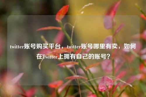 twitter账号购买平台，twitter账号哪里有卖，如何在Twitter上拥有自己的账号？