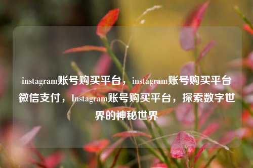 instagram账号购买平台，instagram账号购买平台微信支付，Instagram账号购买平台，探索数字世界的神秘世界