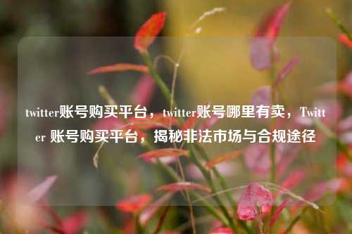 twitter账号购买平台	，twitter账号哪里有卖，Twitter 账号购买平台，揭秘非法市场与合规途径  第1张