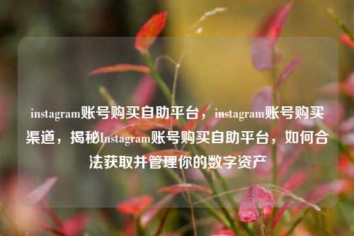 instagram账号购买自助平台，instagram账号购买渠道，揭秘Instagram账号购买自助平台，如何合法获取并管理你的数字资产