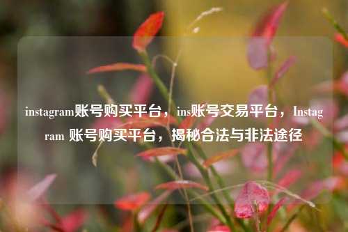 instagram账号购买平台，ins账号交易平台，Instagram 账号购买平台，揭秘合法与非法途径