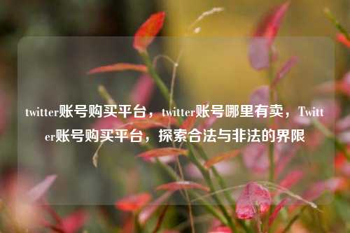 twitter账号购买平台，twitter账号哪里有卖，Twitter账号购买平台，探索合法与非法的界限