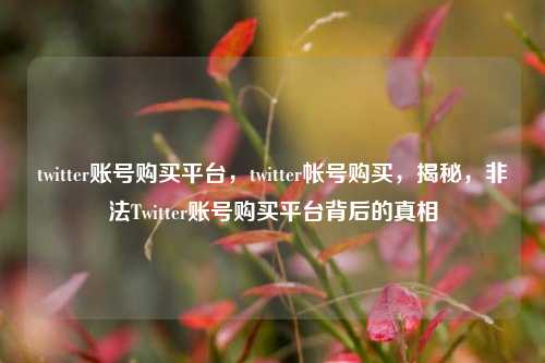 twitter账号购买平台，twitter帐号购买，揭秘，非法Twitter账号购买平台背后的真相