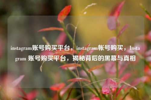 instagram账号购买平台，instagram帐号购买，Instagram 账号购买平台，揭秘背后的黑幕与真相