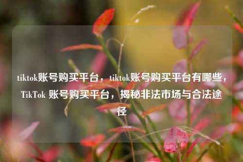 tiktok账号购买平台，tiktok账号购买平台有哪些，TikTok 账号购买平台，揭秘非法市场与合法途径
