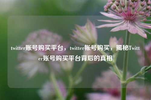 twitter账号购买平台，twitter帐号购买，揭秘Twitter账号购买平台背后的真相