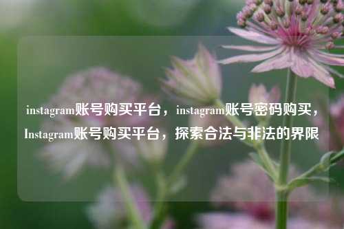 instagram账号购买平台，instagram账号密码购买，Instagram账号购买平台，探索合法与非法的界限