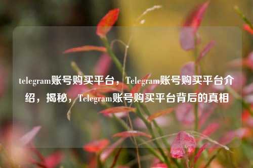 telegram账号购买平台，Telegram账号购买平台介绍，揭秘，Telegram账号购买平台背后的真相