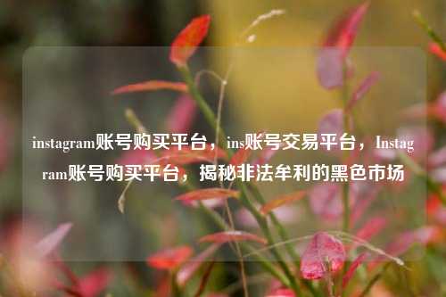 instagram账号购买平台，ins账号交易平台，Instagram账号购买平台，揭秘非法牟利的黑色市场