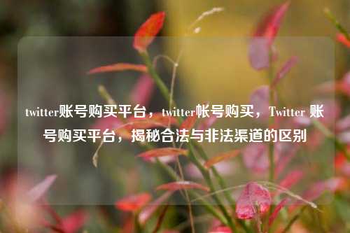 twitter账号购买平台，twitter帐号购买，Twitter 账号购买平台，揭秘合法与非法渠道的区别