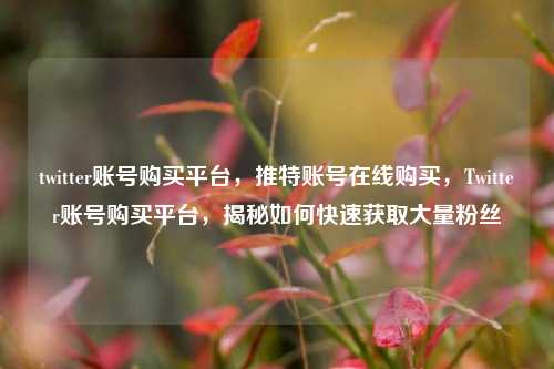twitter账号购买平台，推特账号在线购买，Twitter账号购买平台，揭秘如何快速获取大量粉丝