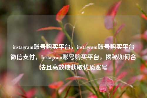 instagram账号购买平台，instagram账号购买平台微信支付，Instagram账号购买平台，揭秘如何合法且高效地获取优质账号
